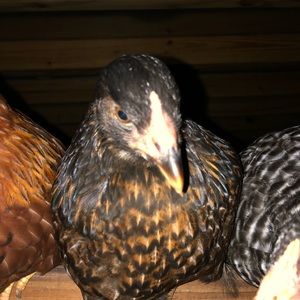 Meet your Posher, Sean